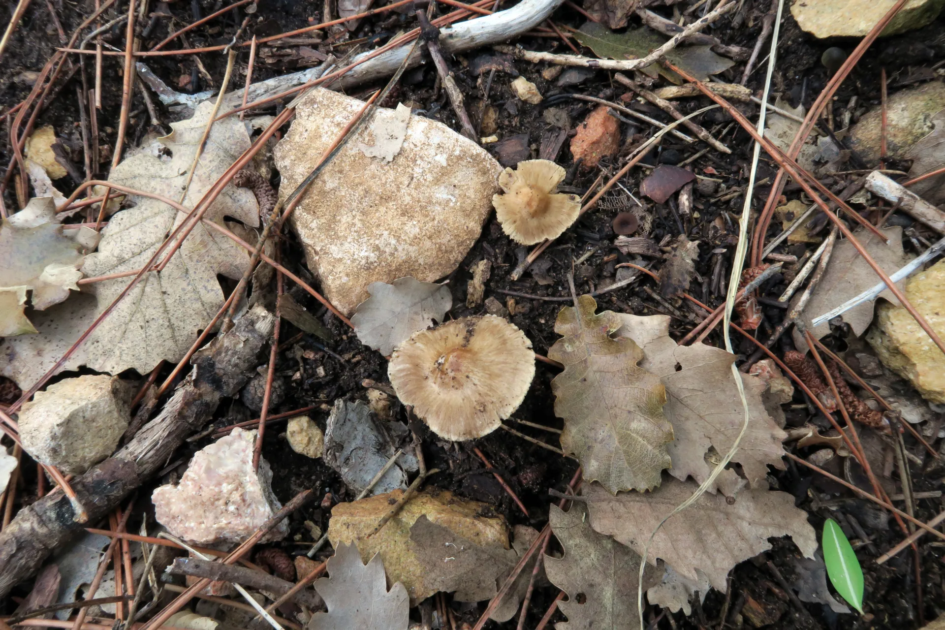 Inocybe mixtilis - 1 - IMG_0834